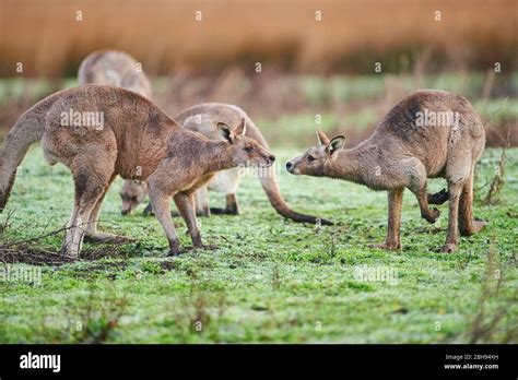 Canguros Amorosos Fotograf As E Im Genes De Alta Resoluci N Alamy