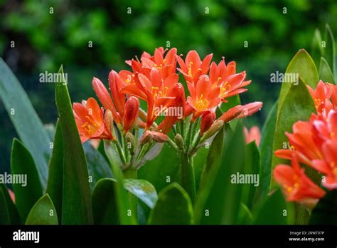 Clivia Miniata Image Hi Res Stock Photography And Images Alamy