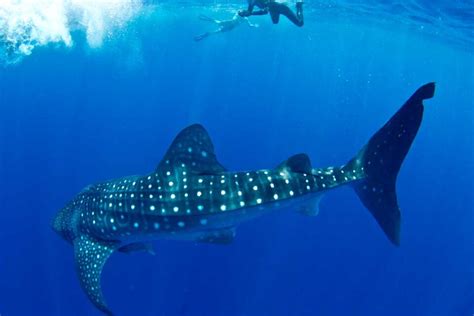 15 Things to KNOW Before Swimming with Whale Sharks in Isla Mujeres