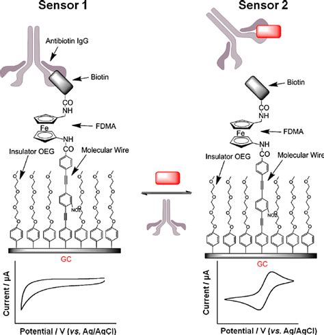 Schematic Of A Label Free Electrochemical Immuno Biosensor Sensor