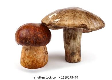 Boletus Mushroom King Boletus Stock Photo 1219195474 | Shutterstock