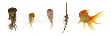 F Nf Verschiedene Fische Suchen Stock Bild Colourbox