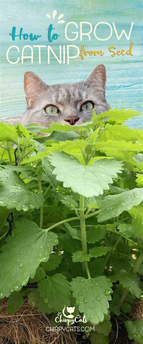 How To Grow Catnip From Seed Without A Green Thumb