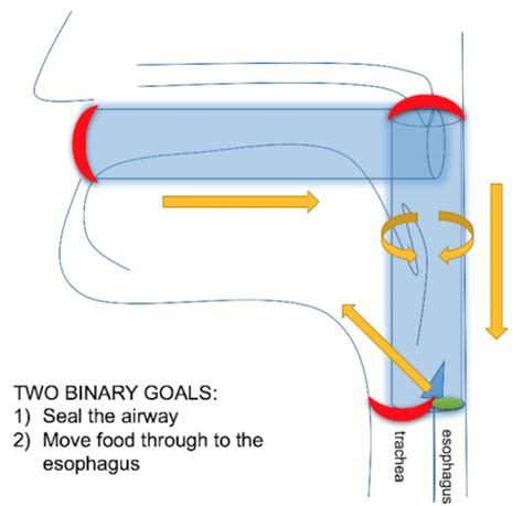 Dysphagia Week 1 3 Diagram Quizlet