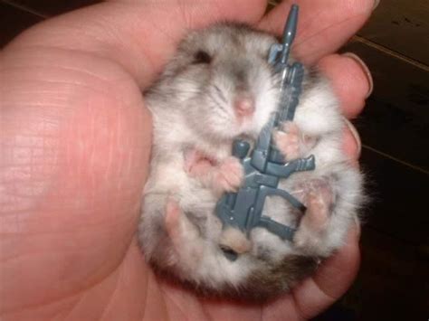 Funny Animals Zone: Funny Cats with Machine Guns