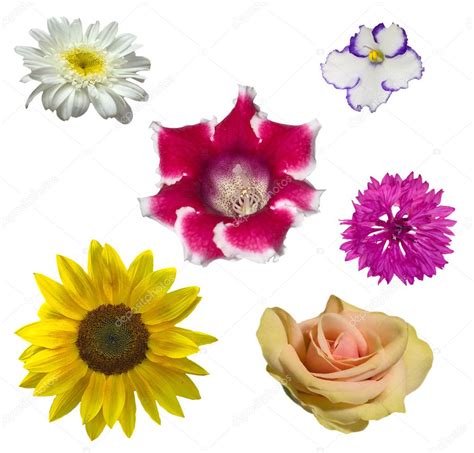 Different Flowers Collection — Stock Photo © Drpas 1704242