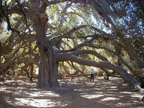 Pechanga Great Oak Tree