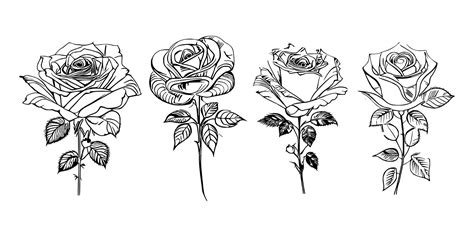 Premium Vector Roses Coloring Book Showcases Stunning Depictions Of