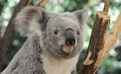 Cars and chlamydia killing Queensland koalas