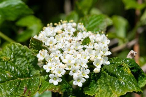 Wayfaring Viburnum (viburnum Lantana) Flowers Stock Image - Image of ...