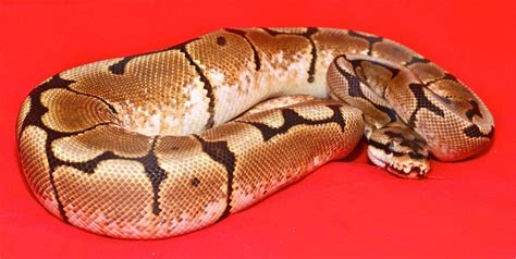 The 5 Best Small Pet Snakes (for Beginners) | Keeping Exotic Pets