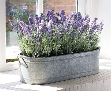 C Mo Cultivar Lavanda A Partir De Esquejes Trucos De Jardineria