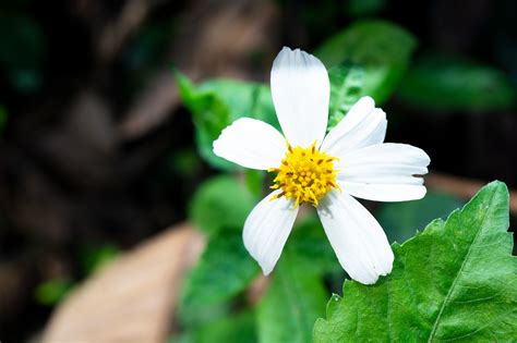 Flor Silvestre Foto Macro Foto Gratis En Pixabay Pixabay