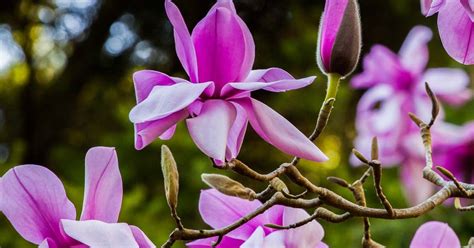 See 200 Magnolias in Bloom at the SF Botanical Garden