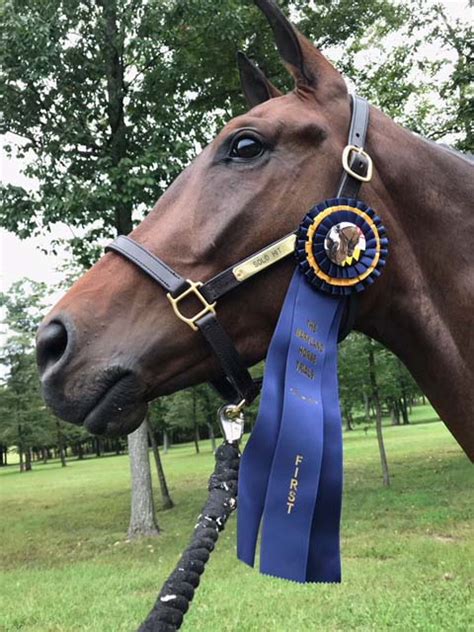 Young Solo Is Future Event Horse East Coast Champion Red Gate