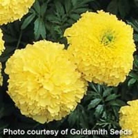 Marigold Inca Ii Primrose Grand Island Nebraska Florist Williams Flower Co And Greenhouse