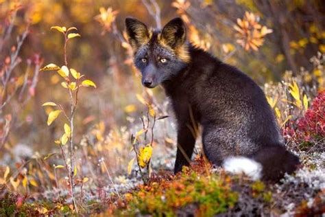 Incredible Photographs Of The Rare Silver Fox Imgur Rare Animals