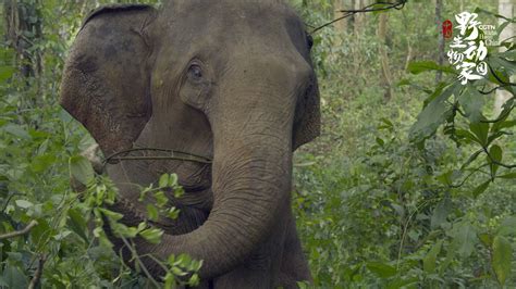 CGTN S 8K Documentary Clip 7 The Matriarch Elephant S Mission CGTN