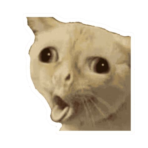 Cat Meme Pics Png