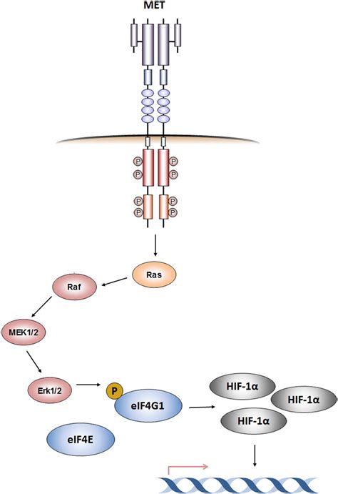 Schematic Representation Of The Met Eif G Hif Regulation Axis Met