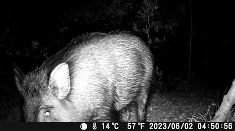 Wild Boars Wildlife Fototrappola Nel Parco Del Conero Youtube