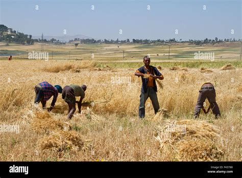 Men Harvesting Wheat With A Sickle Photographed In Ethiopia Stock