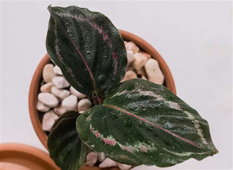 Calathea How To Grow And Care For Calathea Plants Indoors