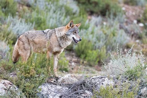 Lobo Ib Rico Lumafoto