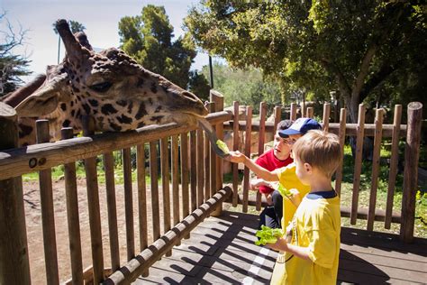 Santa Barbara Zoo To Reopen On June 23 The Santa Barbara Independent