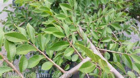 Ulmus Parvifolia Chinese Elm Blerick Tree Farm