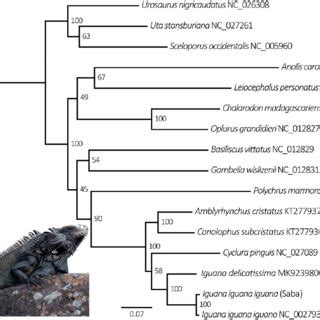 Maximum Likelihood Phylogeny Of Aligned Concatenated Ribosomal And