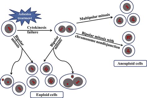 A Schematic Diagram Summarizing The Origin Of Aneuploid Cells Induced