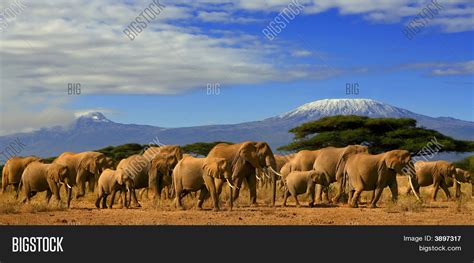 Kilimanjaro Elephants Image And Photo Free Trial Bigstock