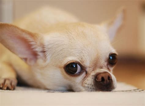 Chihuahuas Facts Here Are 10 Amazing Things You Need To Know Know