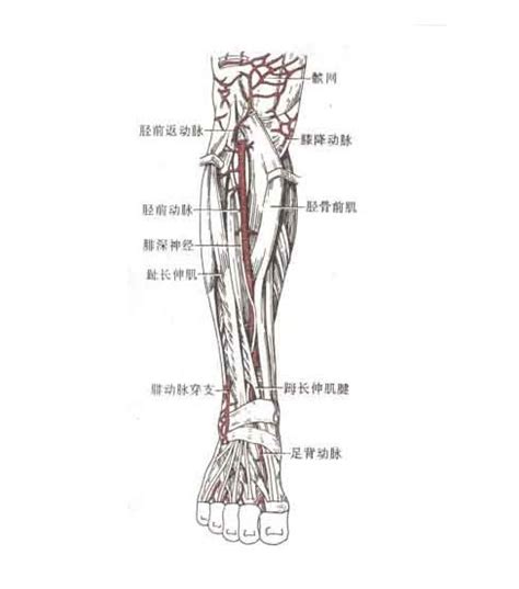 髂外动脉和下肢动脉 人体解剖图医学图库