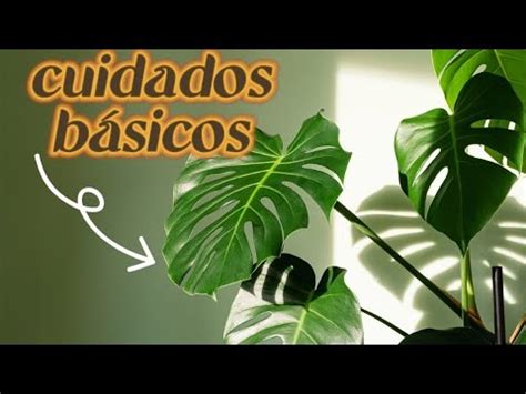 No Hagas Esto Con Tu MONSTERA DELICIOSA Dentro De Casa Guia De