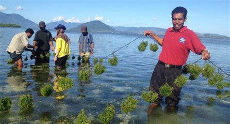 Lokasi Ideal Budidaya Rumput Laut