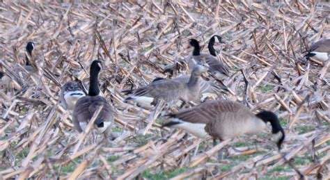 Ebird Checklist 11 Jan 2024 Shirley Plantation Restricted Access