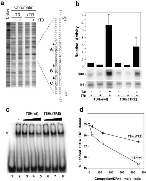 Identification And Characterization Of A Novel Thyroid Hormone Response