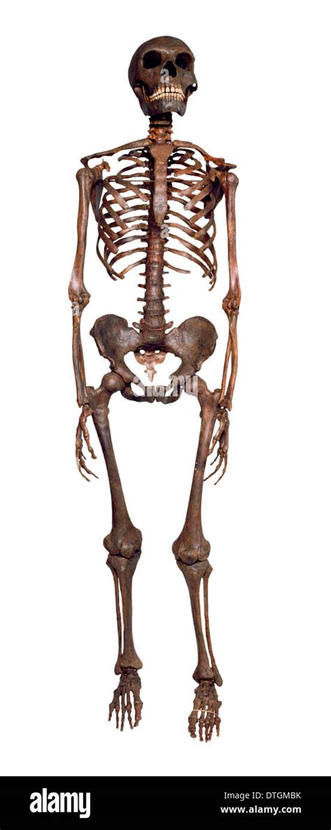 Homo neanderthalensis, Neanderthal Man skeleton model Stock Photo - Alamy