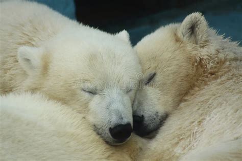 Two Cute Sleeping Polar Bears Close Up Portrait Stock Image Image Of