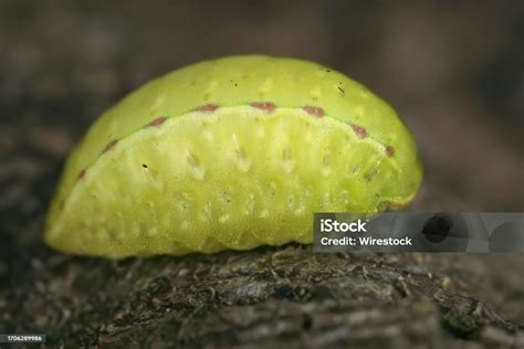 Natural Closeup On The Green Caterpillar Of The Pale Colored Festoon Moth Apoda Limacodes Stock ...