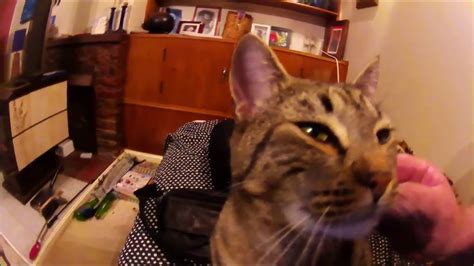 Nz Vlogs My Cat Nudge Youtube