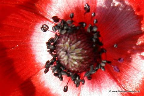 Anemone coronaria