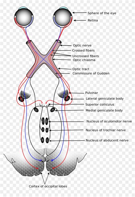 Anatomy Of Eye Nerves Visual System Wikipedia Meyer S And Baum S Loop