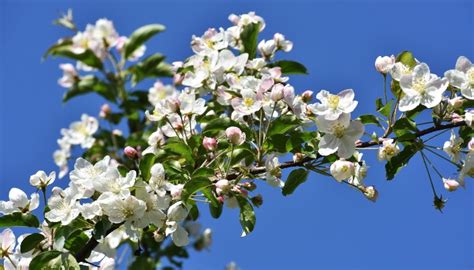 Crabapple Varieties: 25 Top Performers & Proven Winners - Rennie Orchards