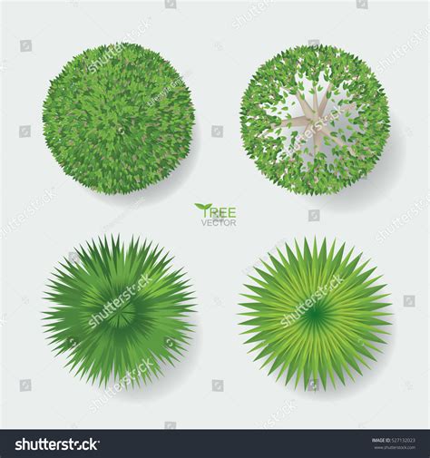 Vector Tree Plan Tree Top View Stock Vector (Royalty Free) 527132023