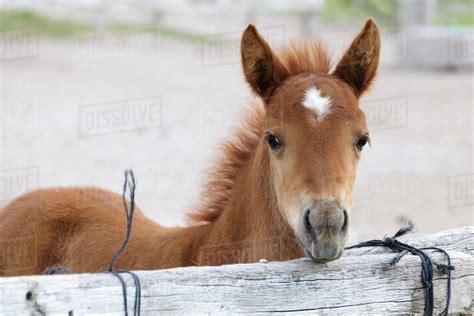 Cappadocia Turkey Young Horse At Fence Stock Photo Dissolve