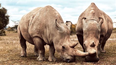 These Two Rhinos Are The Last Of Their Kind Seven Worlds One Planet