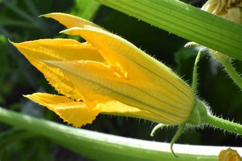 10 Zucchini Flower Recipes Fried Or Stuff Zucchini Blossoms Simplybeyondherbs